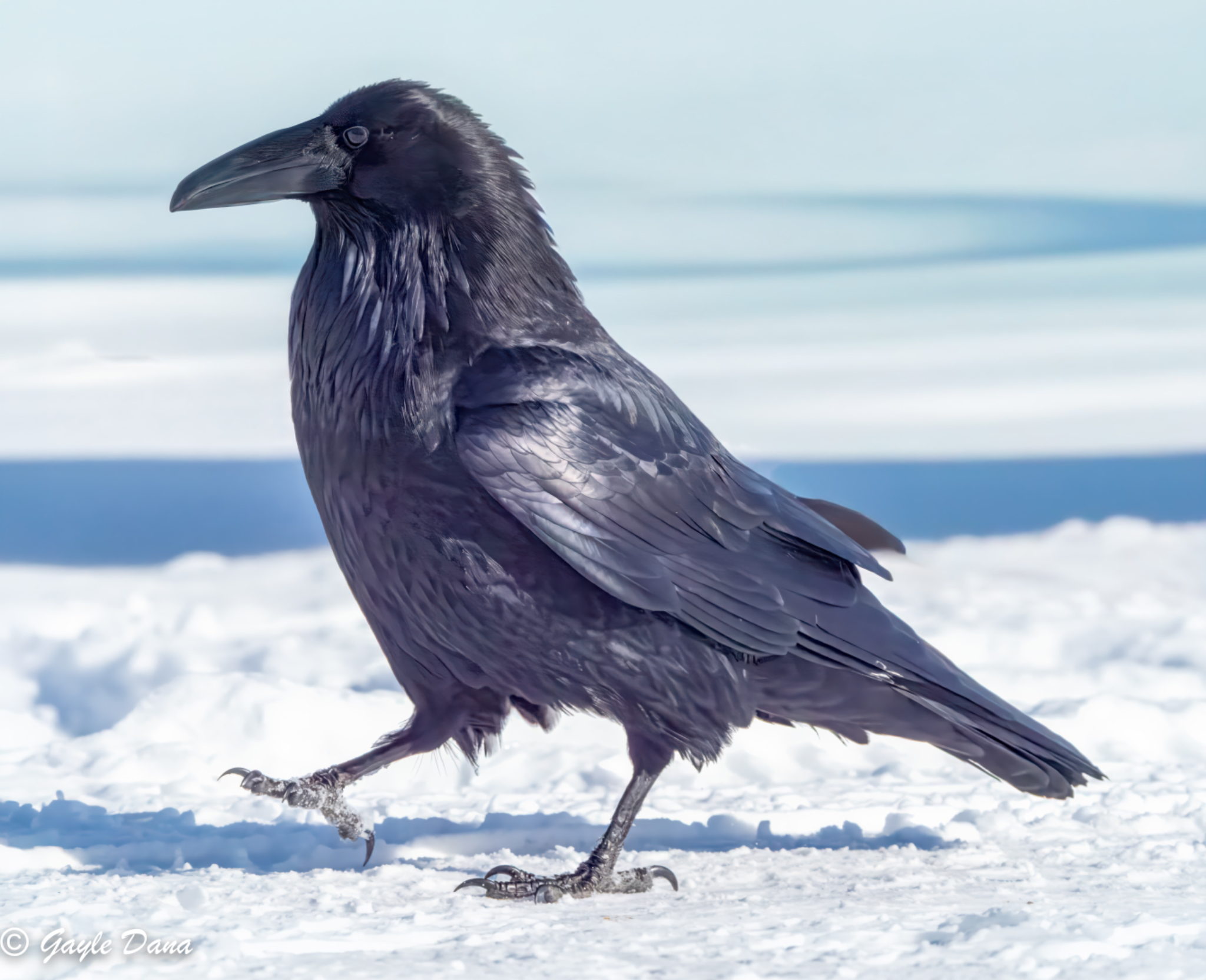 Raven walking with snow background